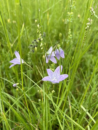 Vegetationsmonitoring Morgeten Solar
