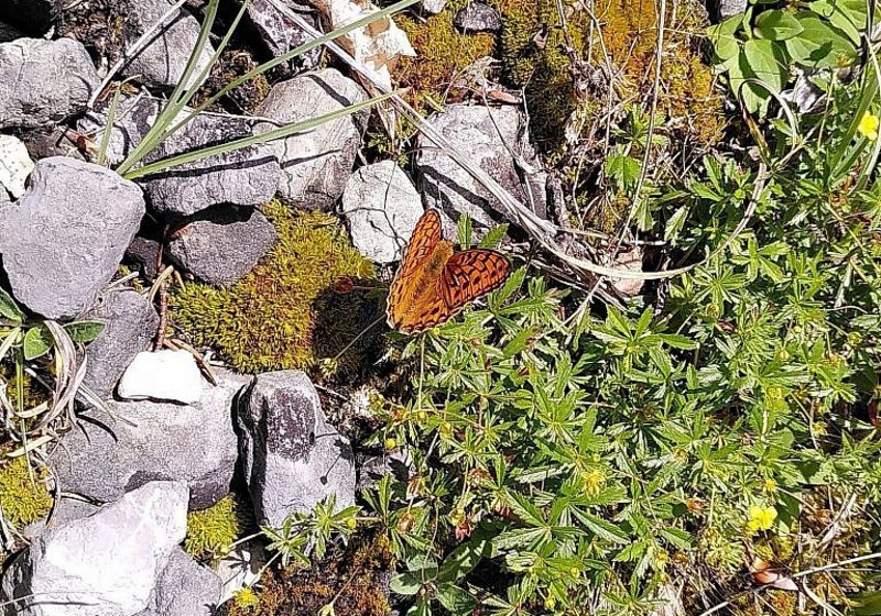 Flora- und Fauna-Aufnahmen Heliports Gsteigwiler und Schattenhalb