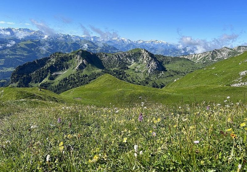 Vegetationsmonitoring Morgeten Solar