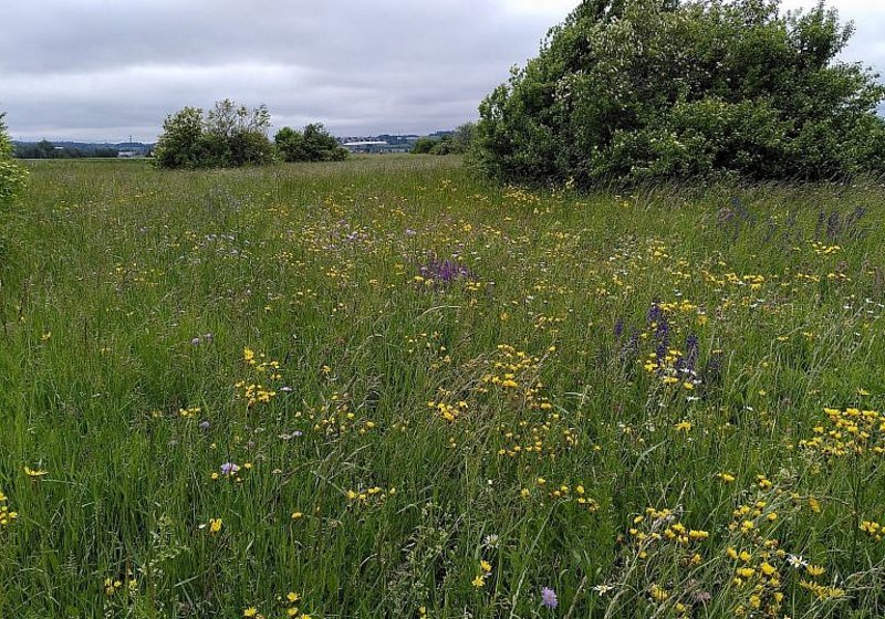Flora- und Fauna-Kartierung und Beleuchtungskonzept Übertragungsleitung Kerzers-Müntschemier