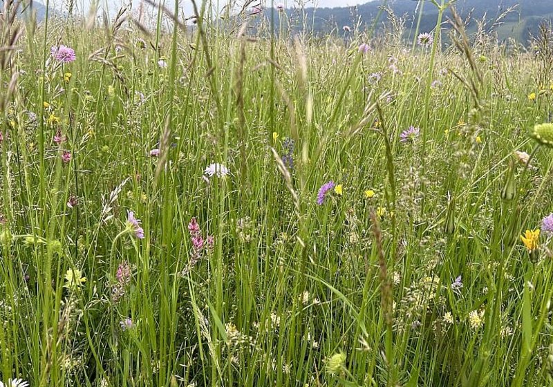 Wissenschaftliche Studie – Ökologische Auswirkungen von Freiflächen Photovoltaikanlagen