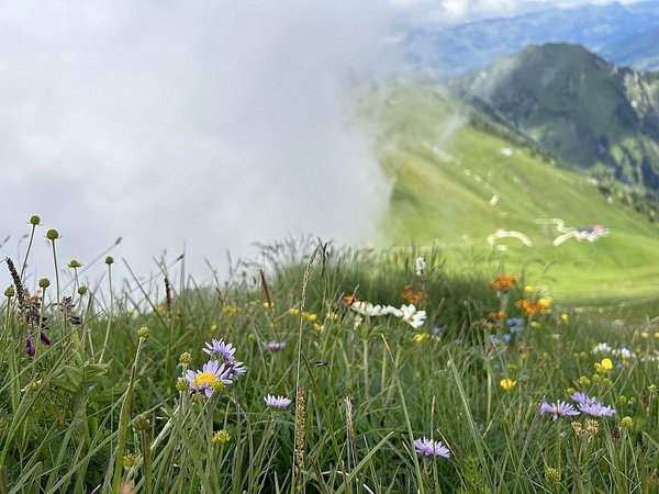 Vegetationsmonitoring Morgeten Solar